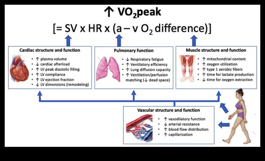 Elevație cardiovasculară: ridicați-vă la provocarea unei inimi puternice