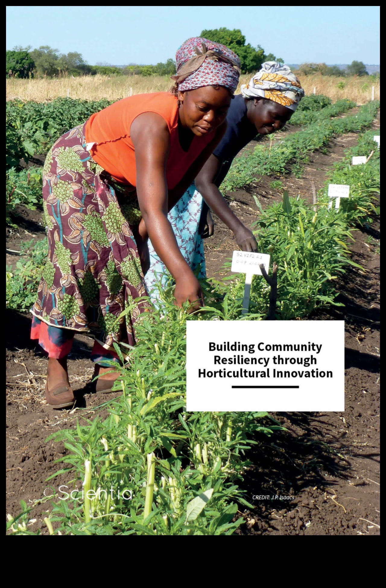 Rădăcinile rezistenței: puterea horticulturii