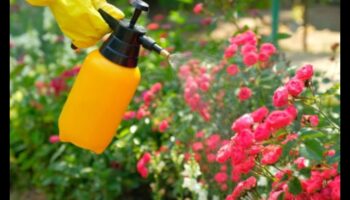 Gardienii verdeață: strategii pentru o grădină rezistentă la dăunători